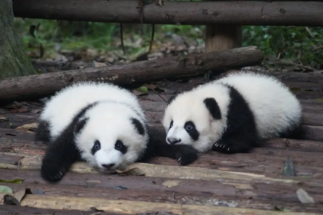 Giant pandas in Chengdu